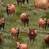 Red brown Angus Cows calves bulls on a background of green toning of grass  KK Fabric 0208A