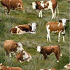 Brown white horned or not Hereford cows calves and bulls in a paddock of green brown grass KK Fabric 0208D 