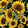 Large sunflowers yellow gold brown orange green leaves on black background  81090.101