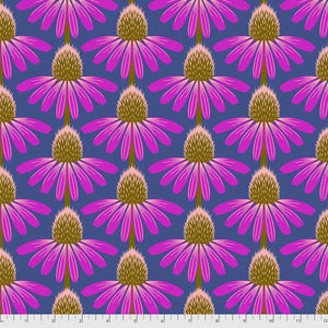 Blooming echinacea bright purple white petals dark brown light pink bud on dark navy background Anna Maria Horner PWAH075-Haute XLN