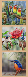 DV3173 - Lorikeets, Wren, Waratah, Kingfisher Indigenous Native Australian Birds Whispers of the Valley Fabrics
