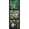 three seperate pictures featuring a green parrot vs black blue butterfly on a green background Koala vs monique butterfly in green gum leaves single blue black butterfly in green leaf background framed in a black border DV3719