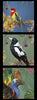 DV3922 Budgie, Magpie, Cassowary in colours of blue, yellow red, orange, purple, black, white, pink, brown, green Indigenous Native Australian Animals Whispers of the Valley Fabrics