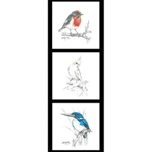 Panel featuring Australian native red robin, white cockatiel and blue kingfisher individually framed black border - DV5090