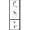 Panel featuring Australian native blue kingfisher, red robin and green, yellow bee eater individually framed black border  DV5091