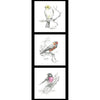 Black on white Bird Budgie Finch Wren drawings brought to life with hints of colour in yellow, red, pink DV5093