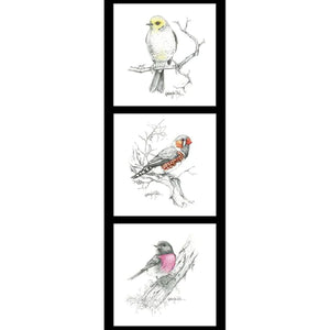 Black on white Bird Budgie Finch Wren drawings brought to life with hints of colour in yellow, red, pink DV5093