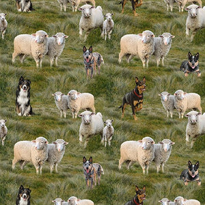 Dog breed of grey blue, tan and black Blue Heeler, black, white and tan Border Collie, black and tan Kelpie poised to round up fluffy soft cream Merino sheep and lambs in a paddock of green swaying grasses – 0142O