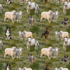 Dog breed of grey blue, tan and black Blue Heeler, black, white and tan Border Collie, black and tan Kelpie poised to round up fluffy soft cream Merino sheep and lambs in a paddock of green swaying grasses – 0142O