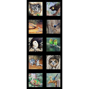 10 framed Australian Native Animals being possum Cockatoo Skink Wren Owl Kingfisher Dunut Tawny Owl Frog Blue Wren DV3708 