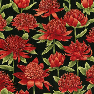 Red toning colours of Waratah flower with green leaves stems on black background 11200.101